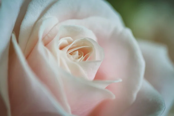 Primer plano de una rosa — Foto de Stock