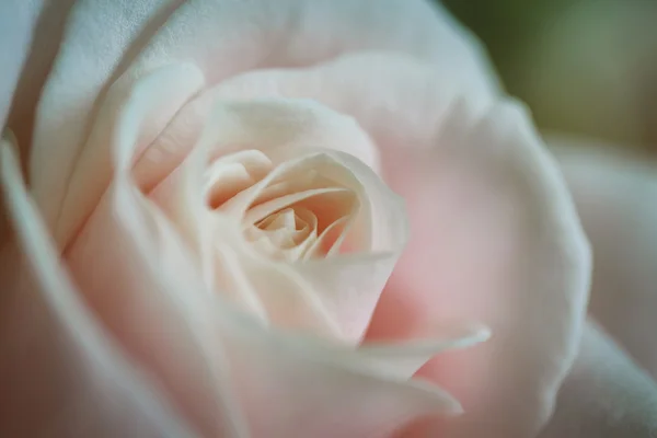 Крупный план розы — стоковое фото