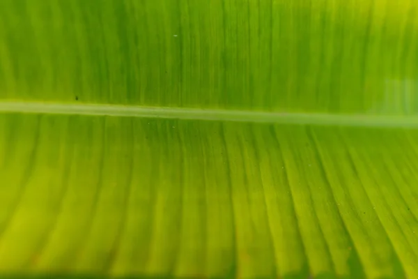 Макро-зелёный лист — стоковое фото