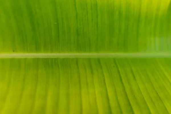 Macro green leaf — Stock Photo, Image