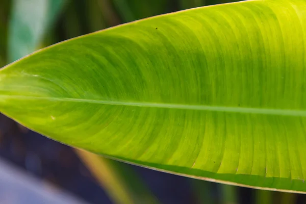 Macro groen blad — Stockfoto