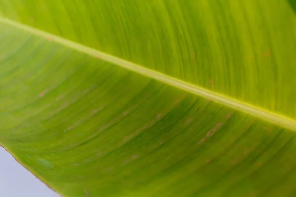 Macro groen blad — Stockfoto