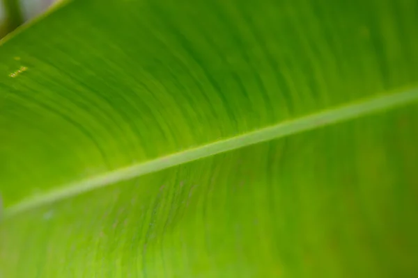 Macro groen blad — Stockfoto