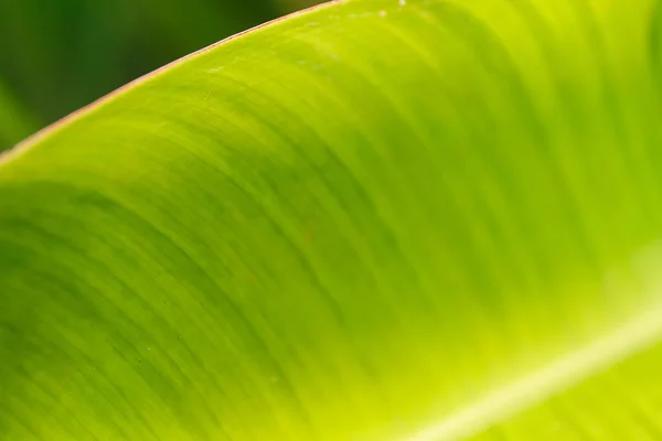 Makro zielony liść — Zdjęcie stockowe