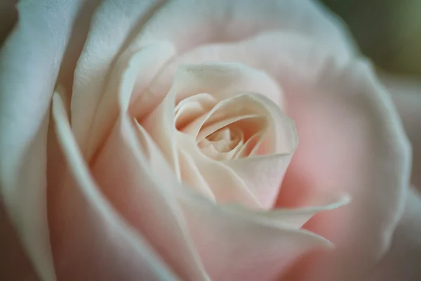 Primo piano di una rosa — Foto Stock