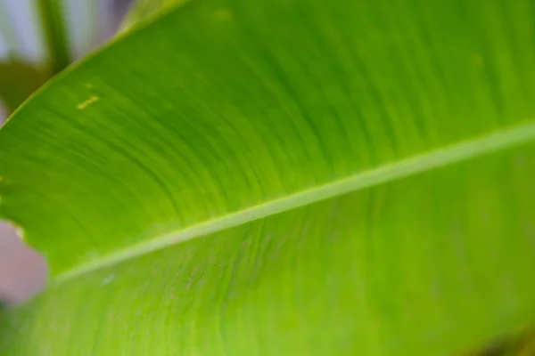 マクロ緑葉 — ストック写真