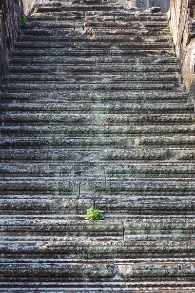 Растение на каменной лестнице — стоковое фото