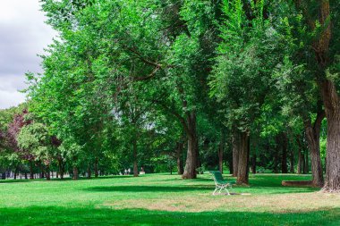 Parkta yeşil ağaçlar