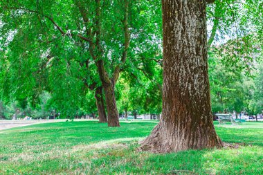 Parkta yeşil ağaçlar