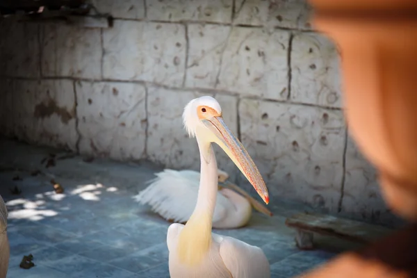 Pelícano blanco y rosa — Foto de Stock