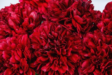 Bir peonies Close-Up