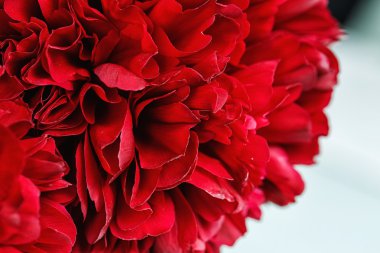 Bir peonies Close-Up