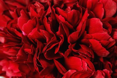 Bir peonies Close-Up