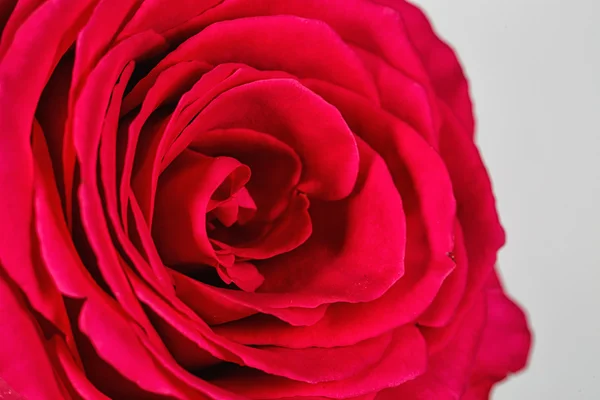 Close-up de uma rosa — Fotografia de Stock