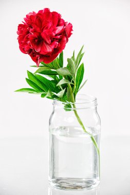 Su ile cam vazoda Şakayık