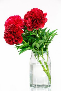 Su ile cam vazoda Peonies