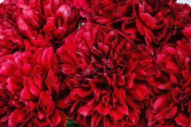 Bir peonies Close-Up