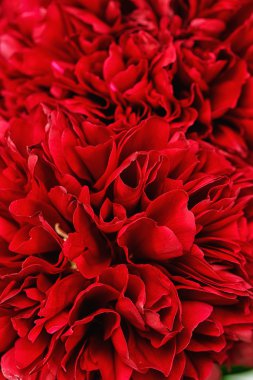 Bir peonies Close-Up