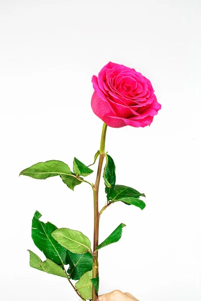 Rózsaszín rózsa fehér háttér — Stock Fotó