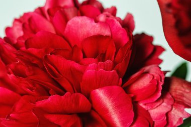 Bir peonies Close-Up