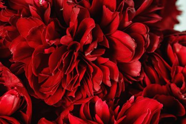 Bir peonies Close-Up