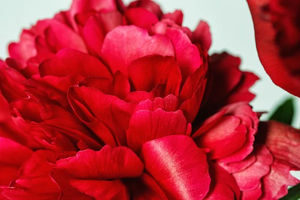 Bir peonies Close-Up — Stok fotoğraf