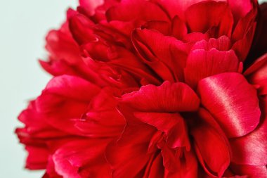 Bir peonies Close-Up