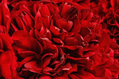 Bir peonies Close-Up