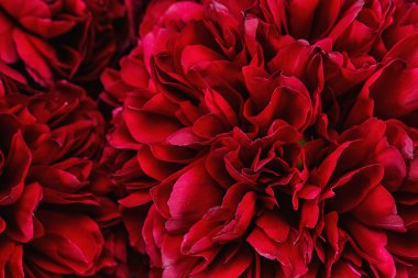 Bir peonies Close-Up