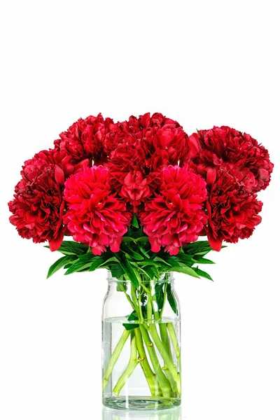 Peonies in a glass vase with water — Stock Photo, Image