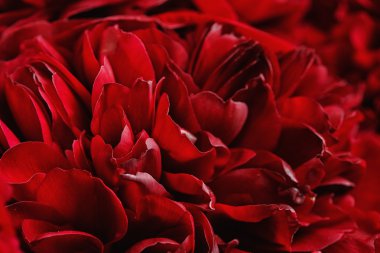 Bir peonies Close-Up