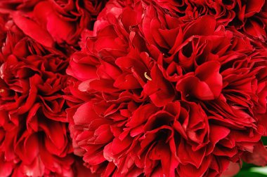 Bir peonies Close-Up