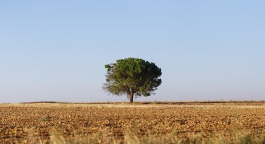 bir alanı ağacında
