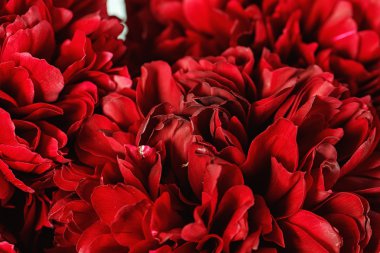 Bir peonies Close-Up