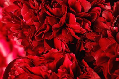 Bir peonies Close-Up