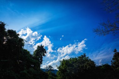 gökyüzü ve ağaçlar