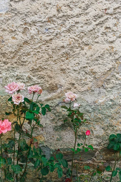 오래 된 질감된 벽 배경 — 스톡 사진