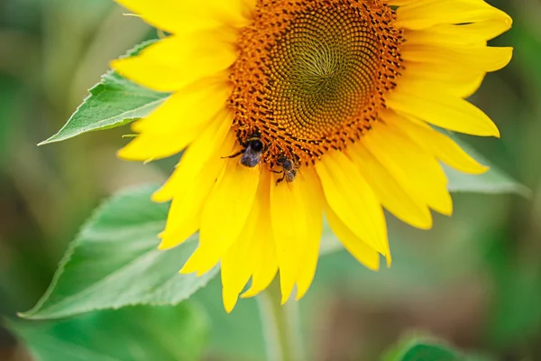 Abeja en un girasol — Foto de Stock