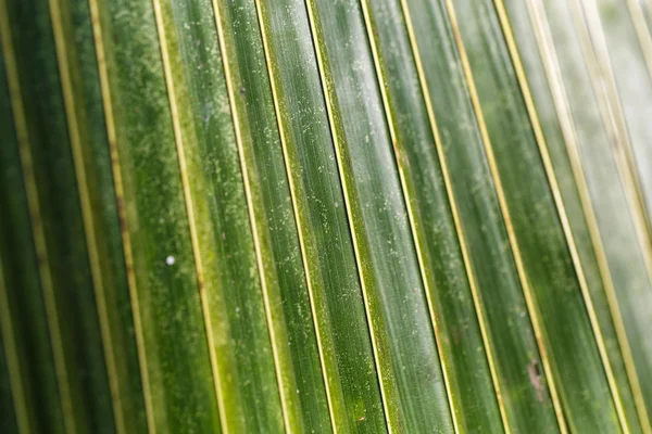 Patrón de hoja verde —  Fotos de Stock