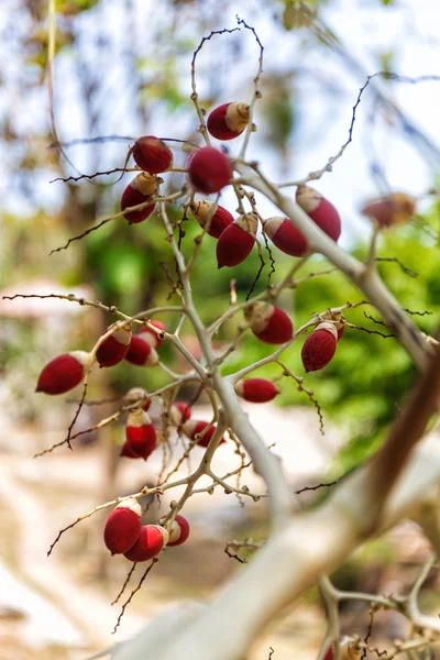 Hermoso árbol en Tailandia — Foto de Stock