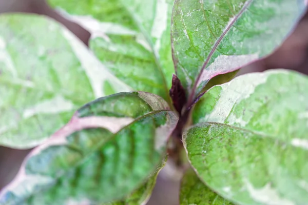 Penutup dari daun hijau — Stok Foto