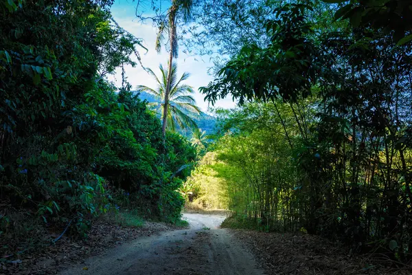 Sökväg i djungeln — Stockfoto