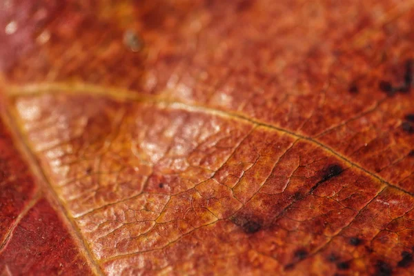 Closeup of an orange leaf — Stock Photo, Image