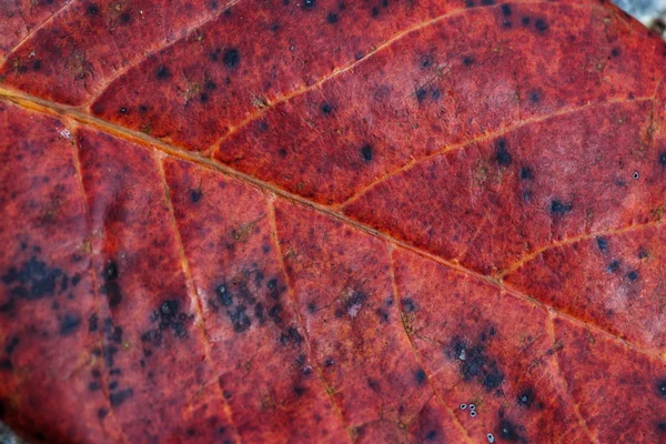Closeup of an orange leaf — Stock Photo, Image