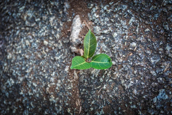 Nova vida vegetal — Fotografia de Stock