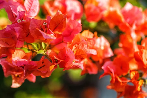 Bougainvillea flor roja —  Fotos de Stock