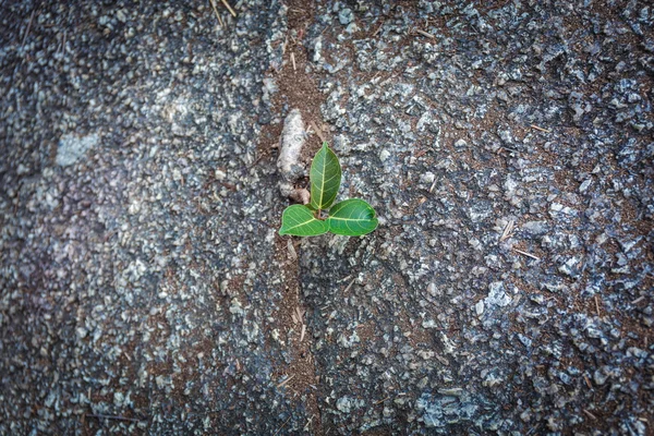 Nueva vida vegetal — Foto de Stock