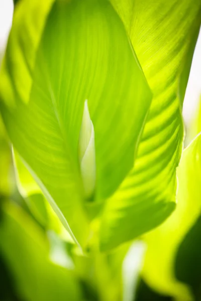 Macro weergave van groene bloem — Stockfoto