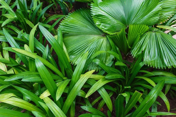 Groene blad achtergrond — Stockfoto