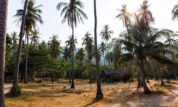 Kokospalmer i thailand — Stockfoto